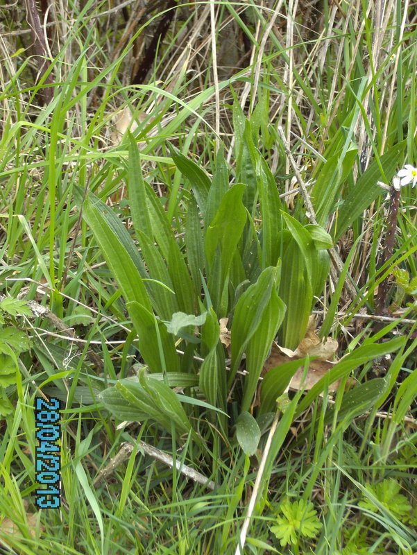 Plantain lancéolé 001